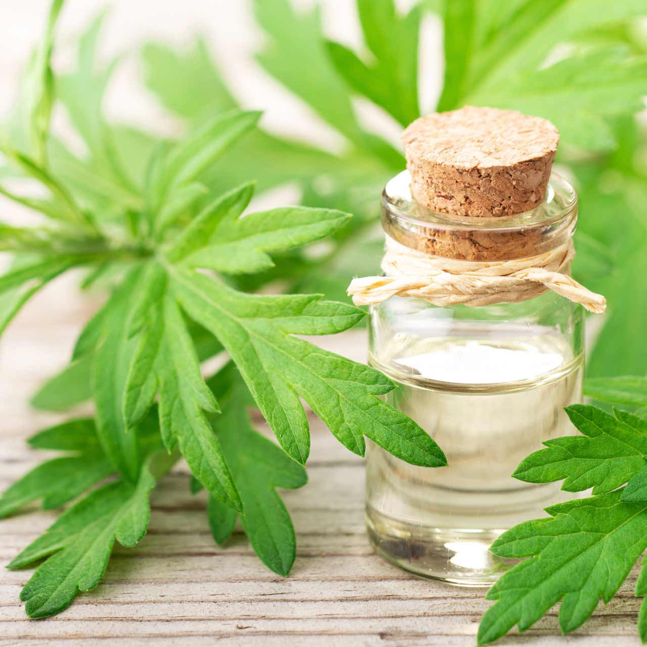 mugwort plant seeds Mugwort (Artemisia vulgaris) Perennial – Annies Heirloom Seeds