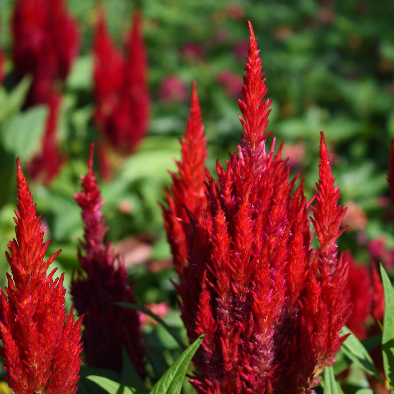 Forest Fire Scarlet Celosia Seeds – 30 Count – Vibrant Red Flowers For Outdoor Gardens
