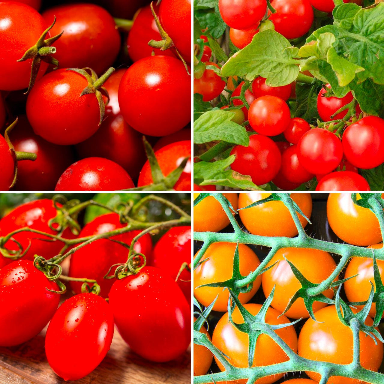 Annie’s Heirloom Tomato Container Collection Annies Heirloom Seeds