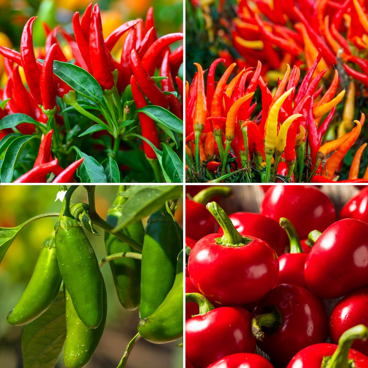 Annie’s Hot Pepper Container Collection Annies Heirloom Seeds