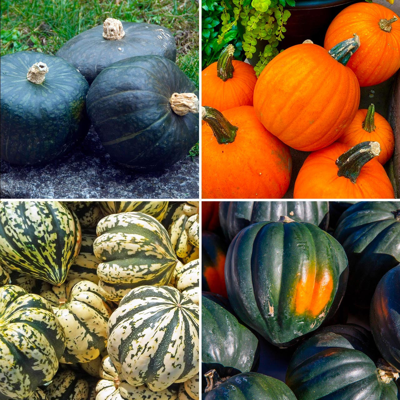 Annie's Winter Squash Mix Bulk Annies Heirloom Seeds
