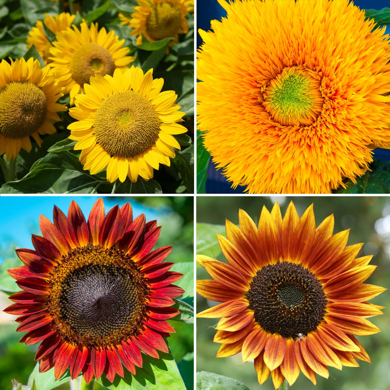 Organic Annie's Sunflower Collection Annies Heirloom Seeds
