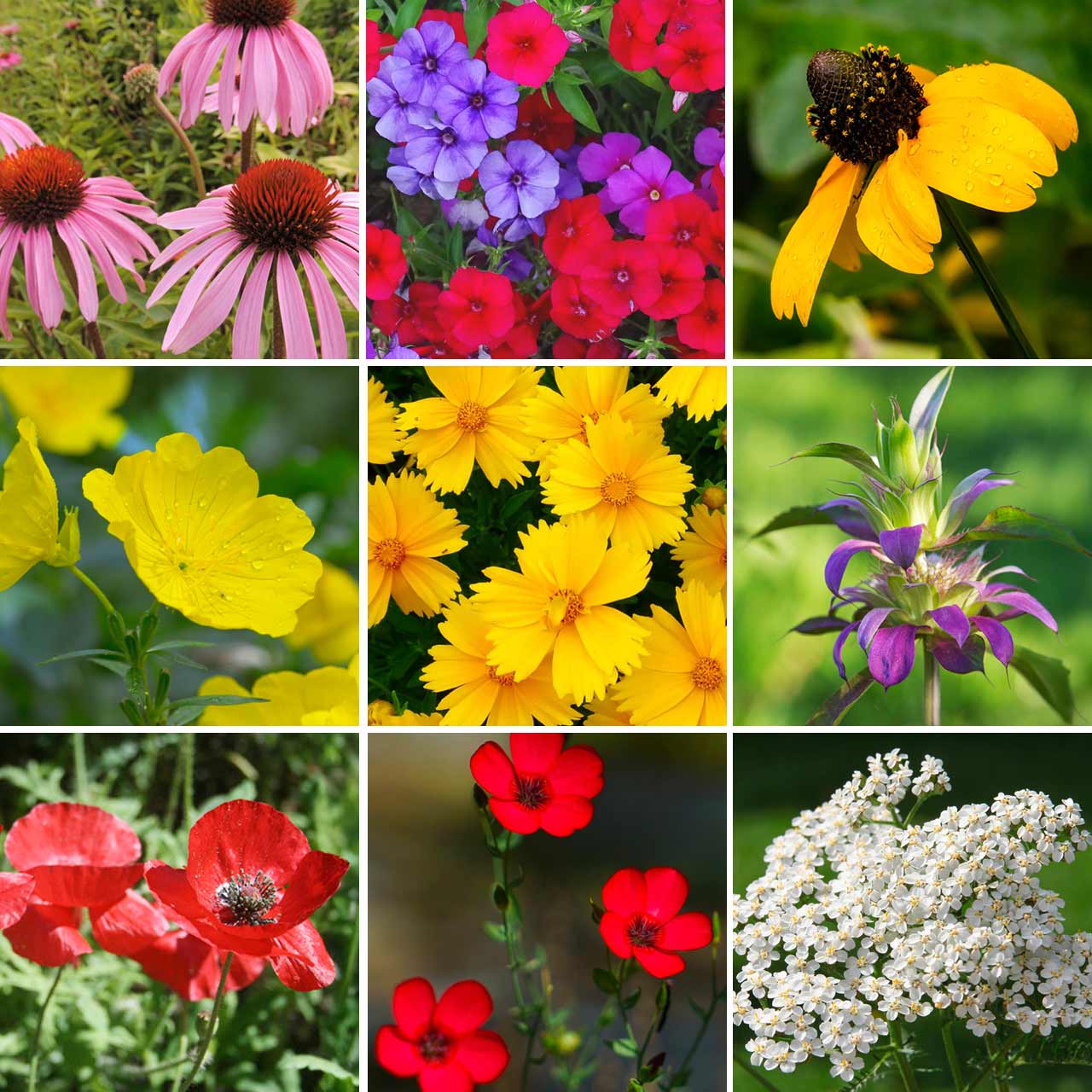 oklahoma wildflowers seeds Annie's Texas-Oklahoma Wildflower Mix – Annies Heirloom Seeds