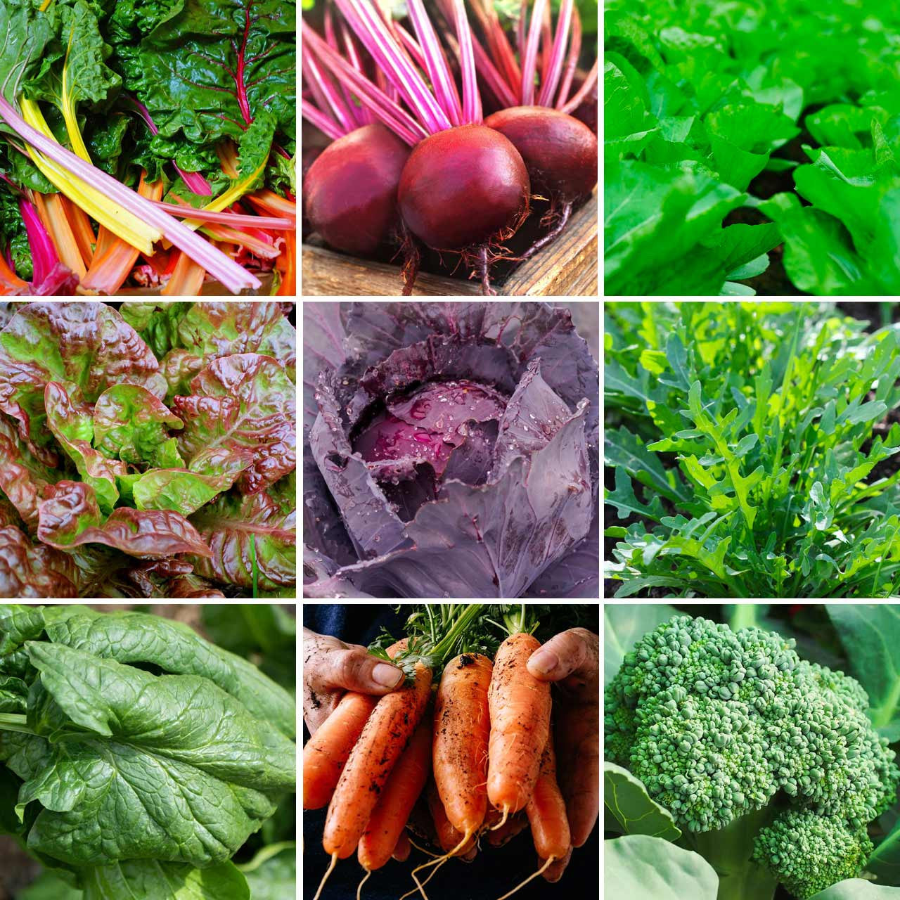 Annie’s Ultimate Fall Garden Kit Annies Heirloom Seeds