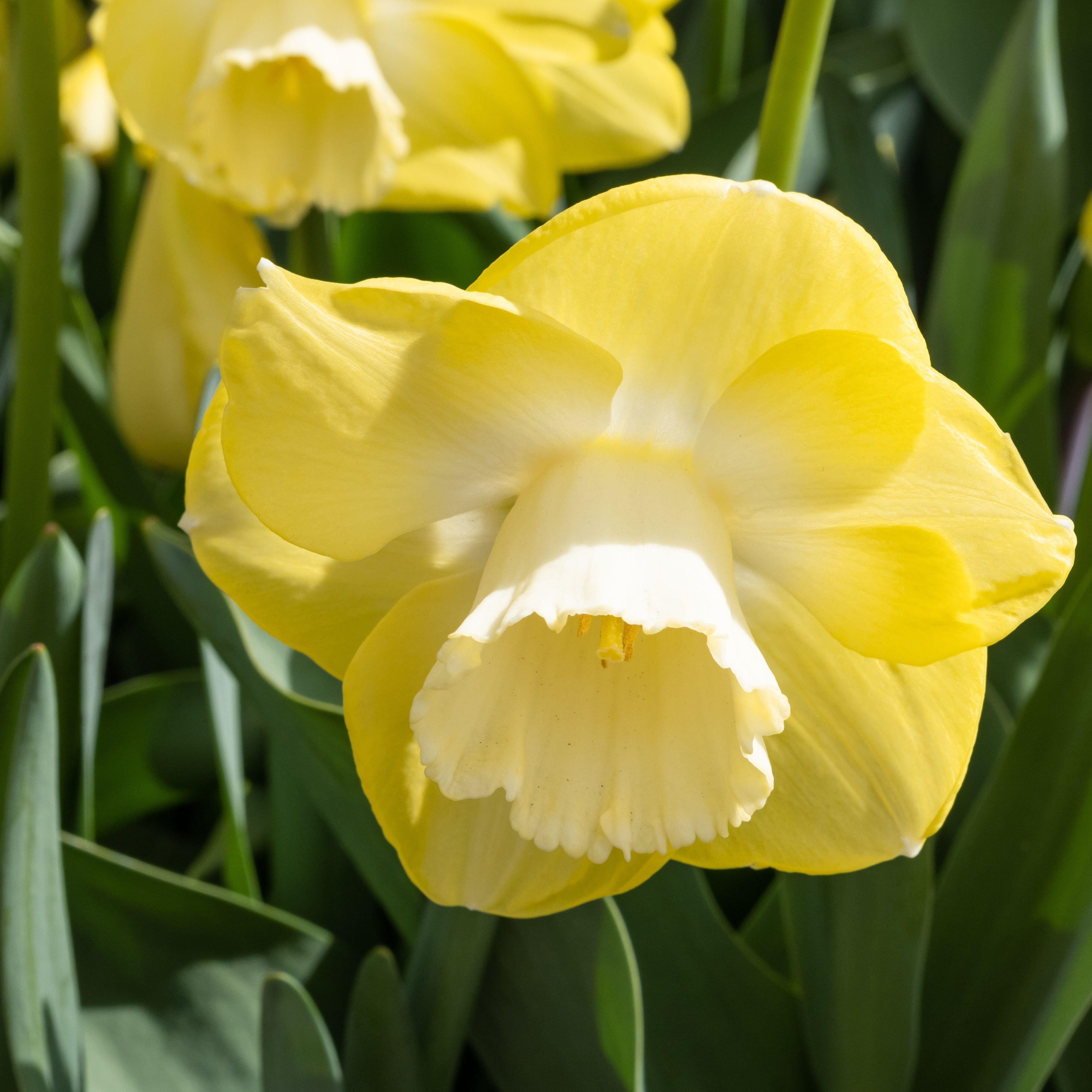 Avalon Narcissus Annies Heirloom Seeds