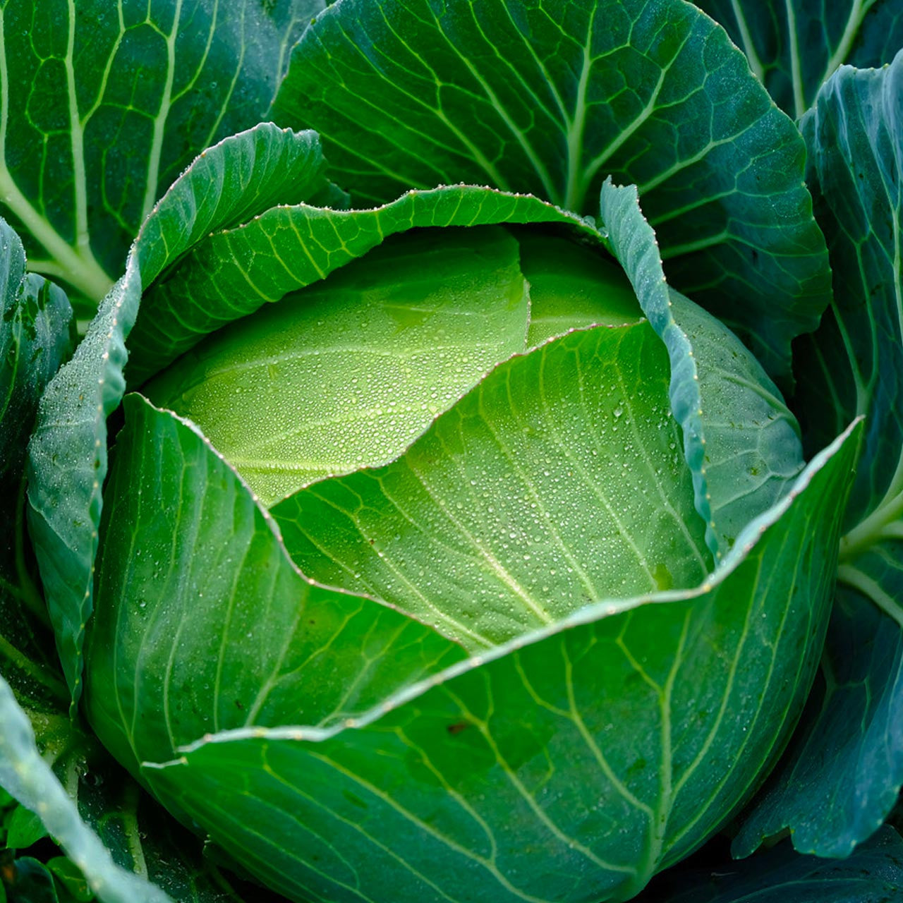 500 Copenhagen Market Early Cabbage Seeds – Heirloom Brassica Oleracea, USA Grown