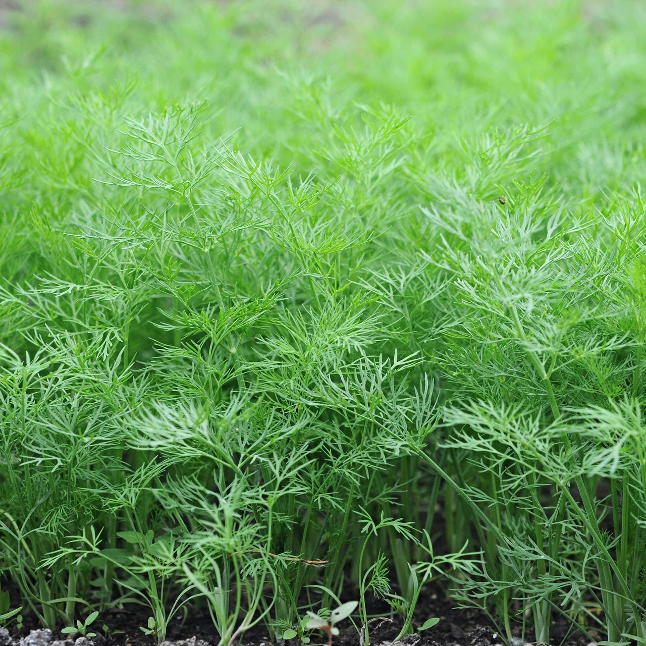 Organic Dill Seeds – 1500+ Heirloom Seeds For Planting, Fresh Non-GMO Herb Seeds For Spring, Summer, Or Fall Gardening