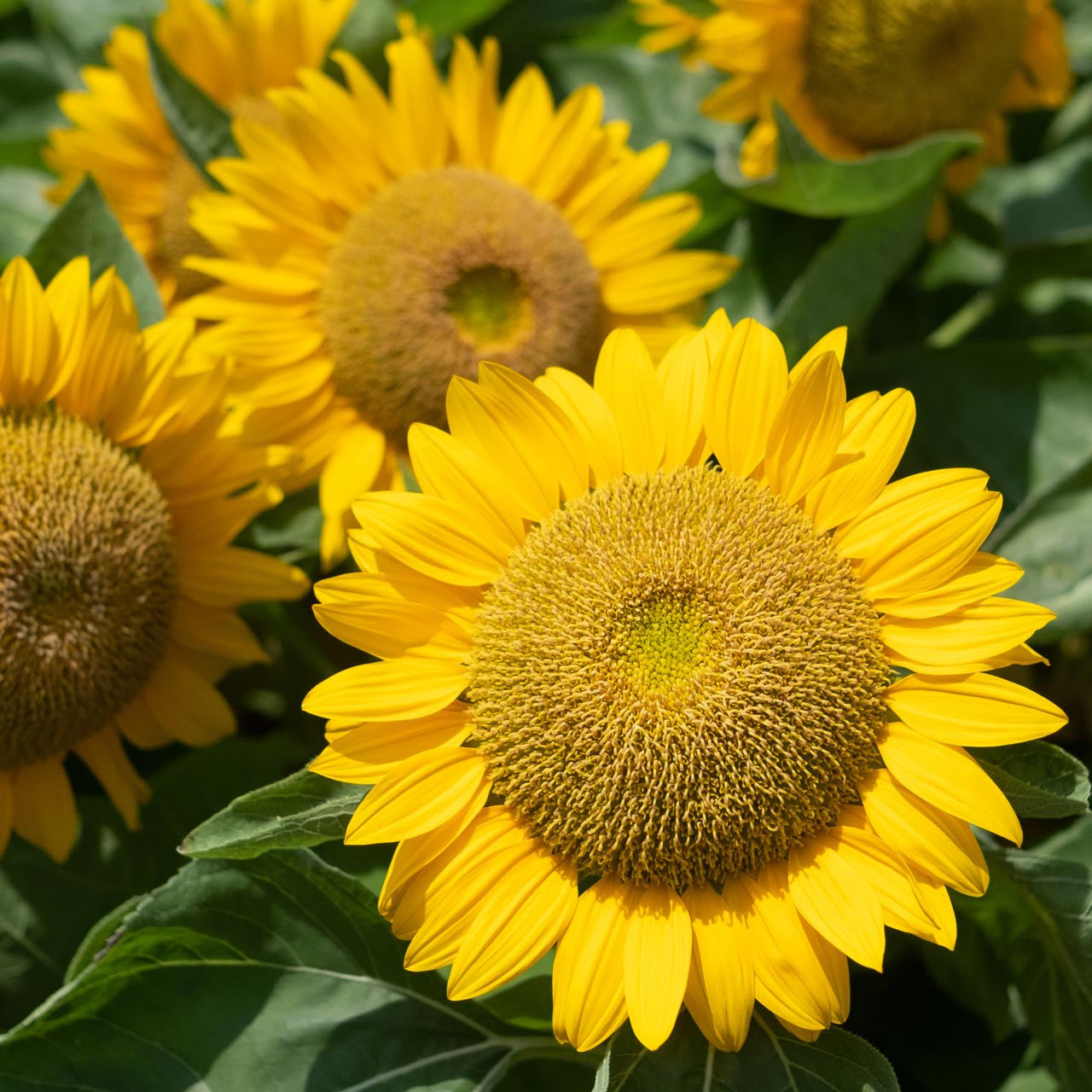 Dwarf Sunspot (Helianthus annuus) Annual – Annies Heirloom Seeds