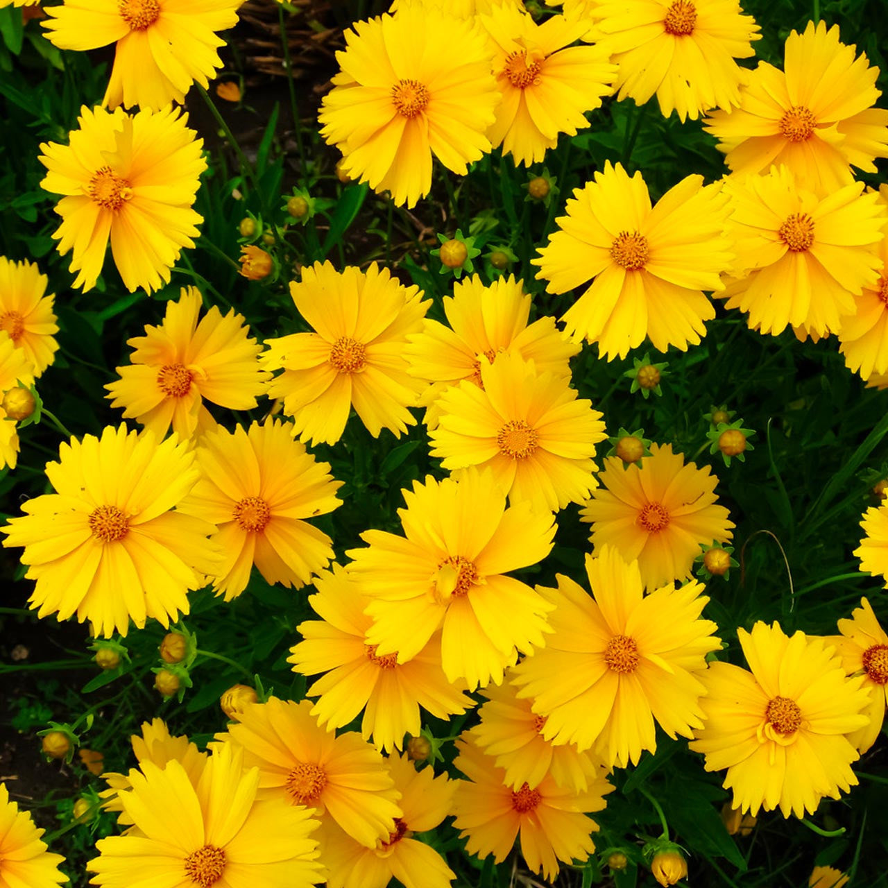 Lance Leaf Coreopsis (Coreopsis lanceolata) – Annies Heirloom Seeds