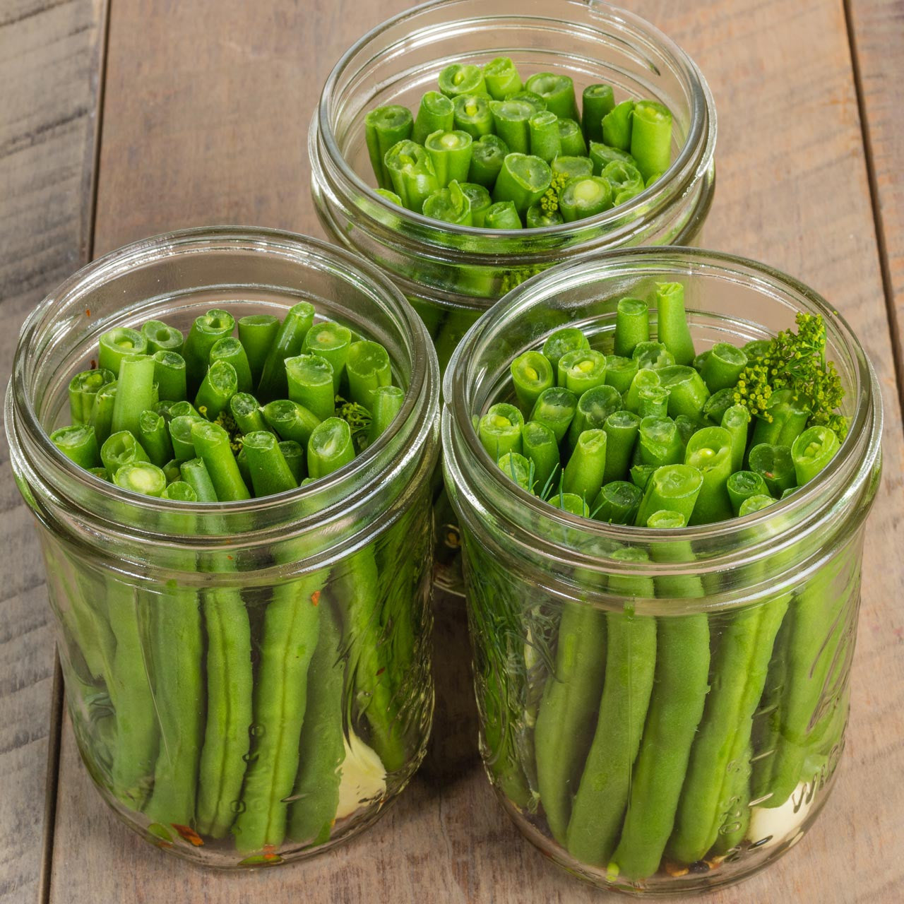 Landreth Stringless Bean (Phaseolus vulgaris) β Annies Heirloom Seeds