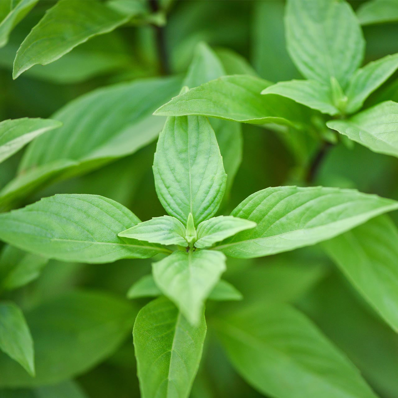 Lime Basil