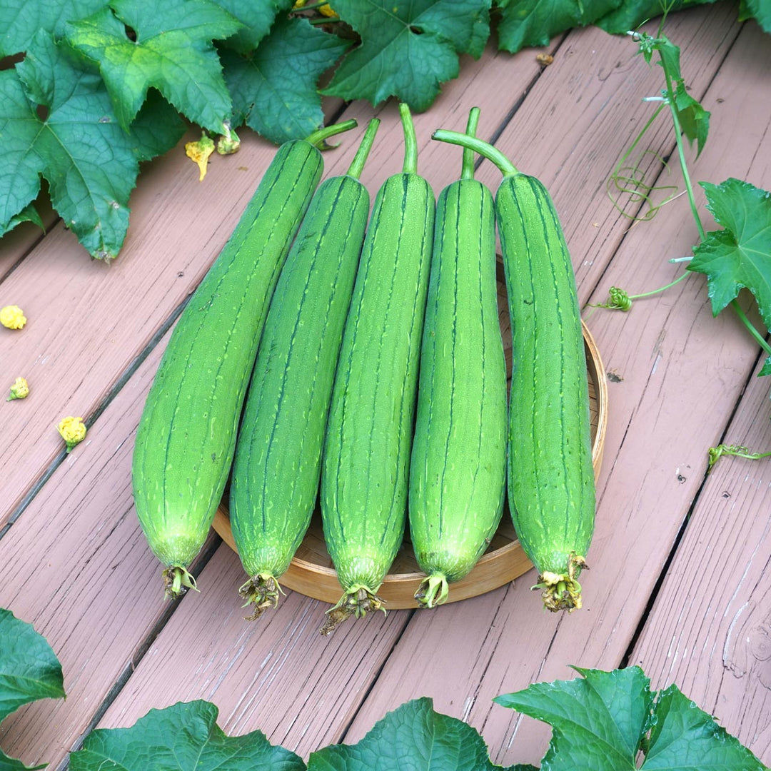 Luffa Gourd (Luffa aegyptiaca) – Annies Heirloom Seeds