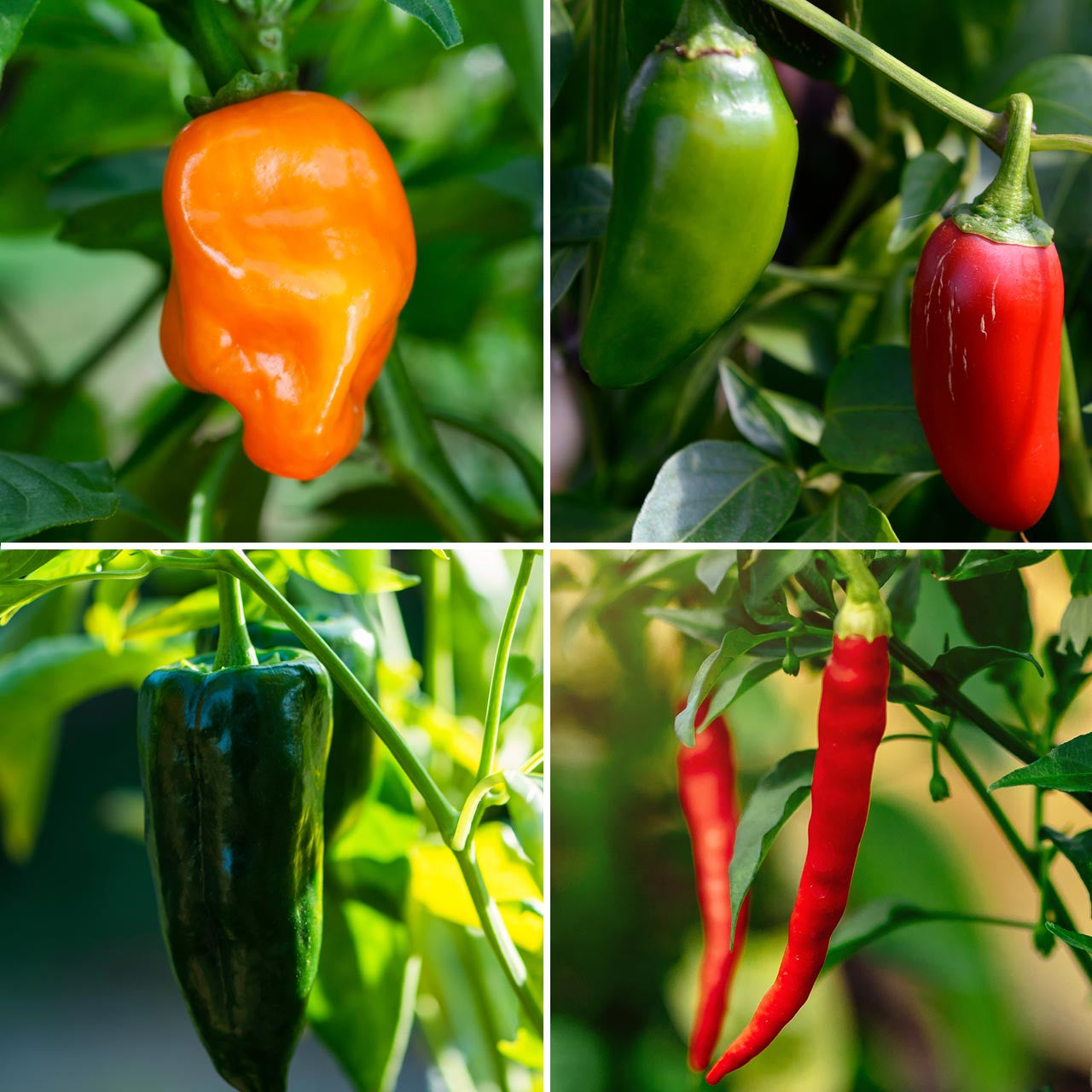 Mexican Pepper Collection Annies Heirloom Seeds