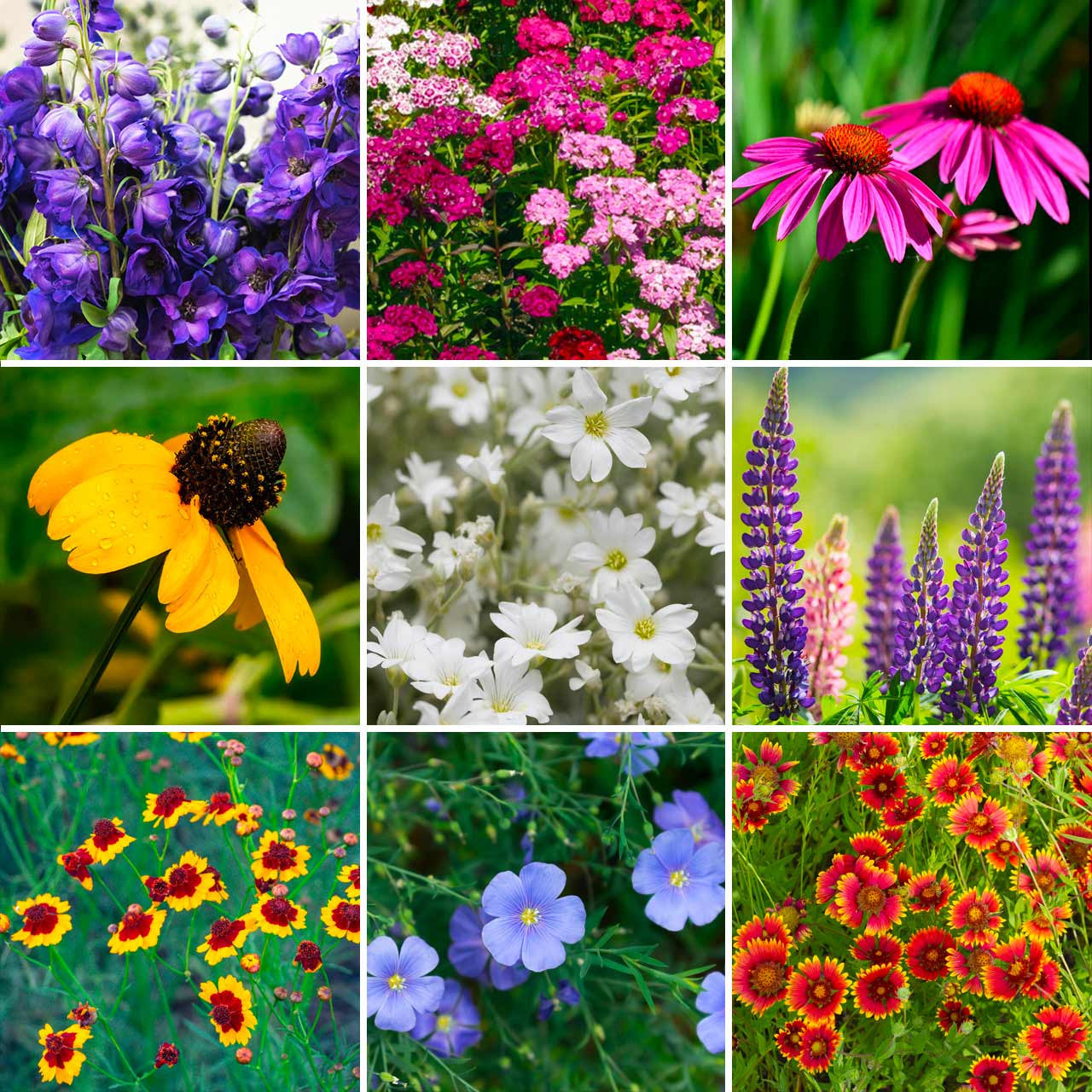 bulk wild flower seeds Annie's Midwestern Wildflower Mix