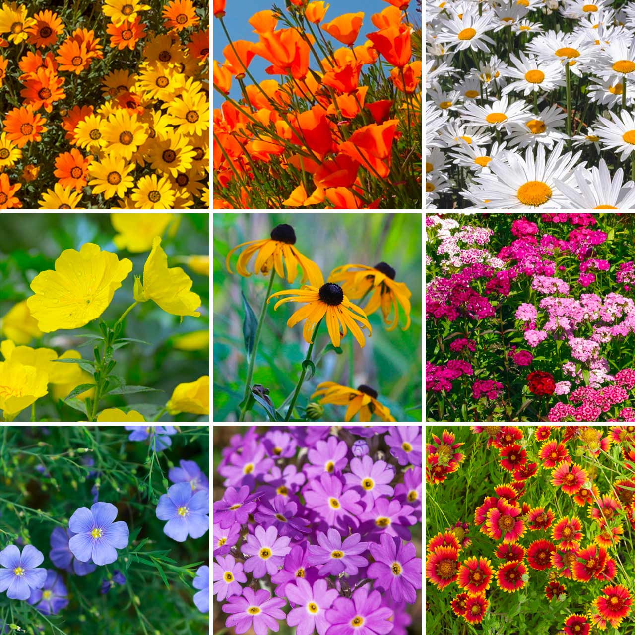 Annie’s Mountain Range Wildflower Mix Annies Heirloom Seeds