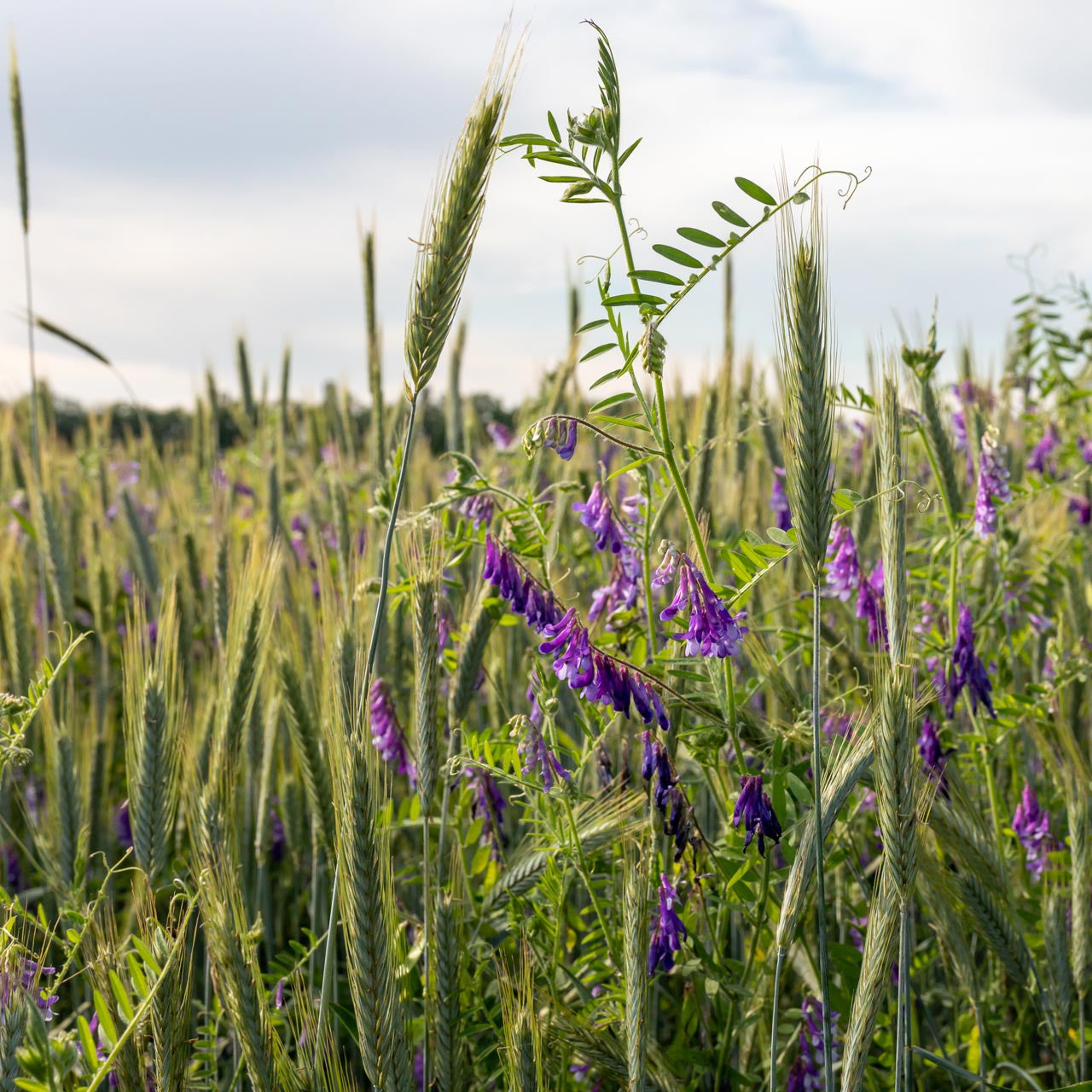 Vetch Rye Organic Annie's Hairy Vetch & Winter Rye Cover Crop Mix (Vicia villosa ...
