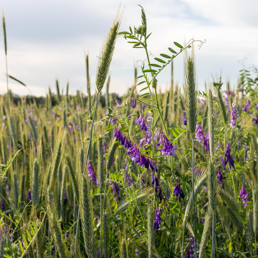 Organic Annie's Hairy Vetch & Winter Rye Cover Crop Mix (Vicia villosa ...
