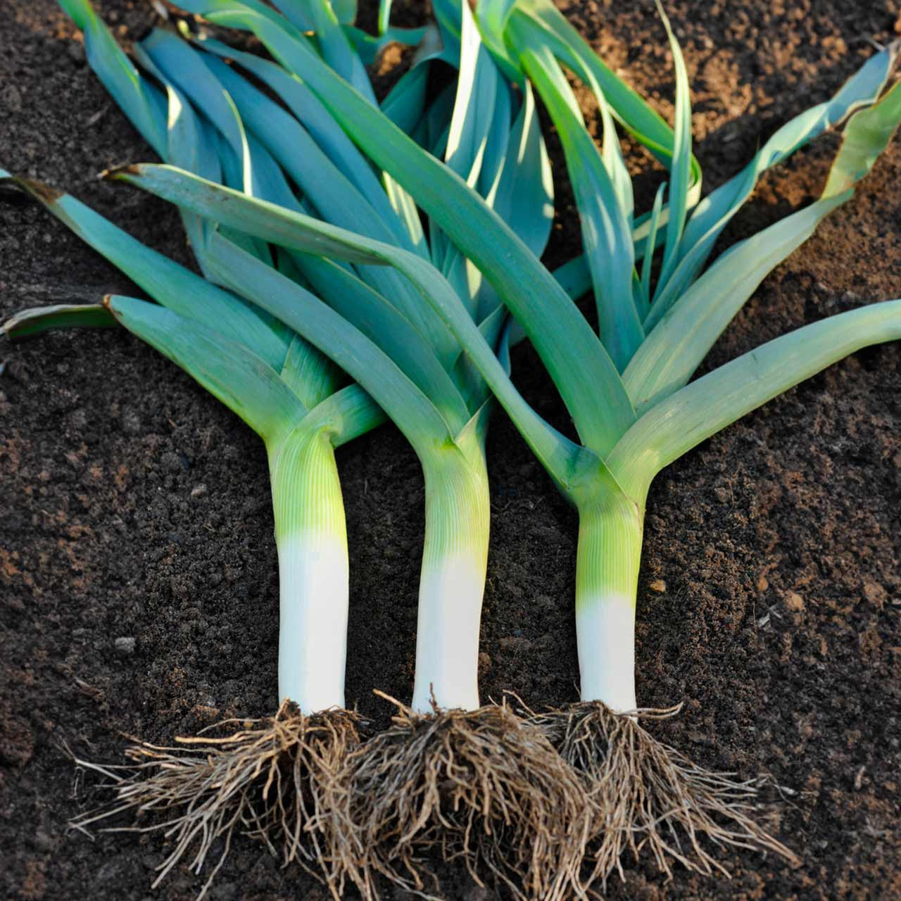 Organic Lancelot Leek Allium Porrum Annies Heirloom Seeds Organic Lancelot Leek Allium Porrum Annies Heirloom Seeds