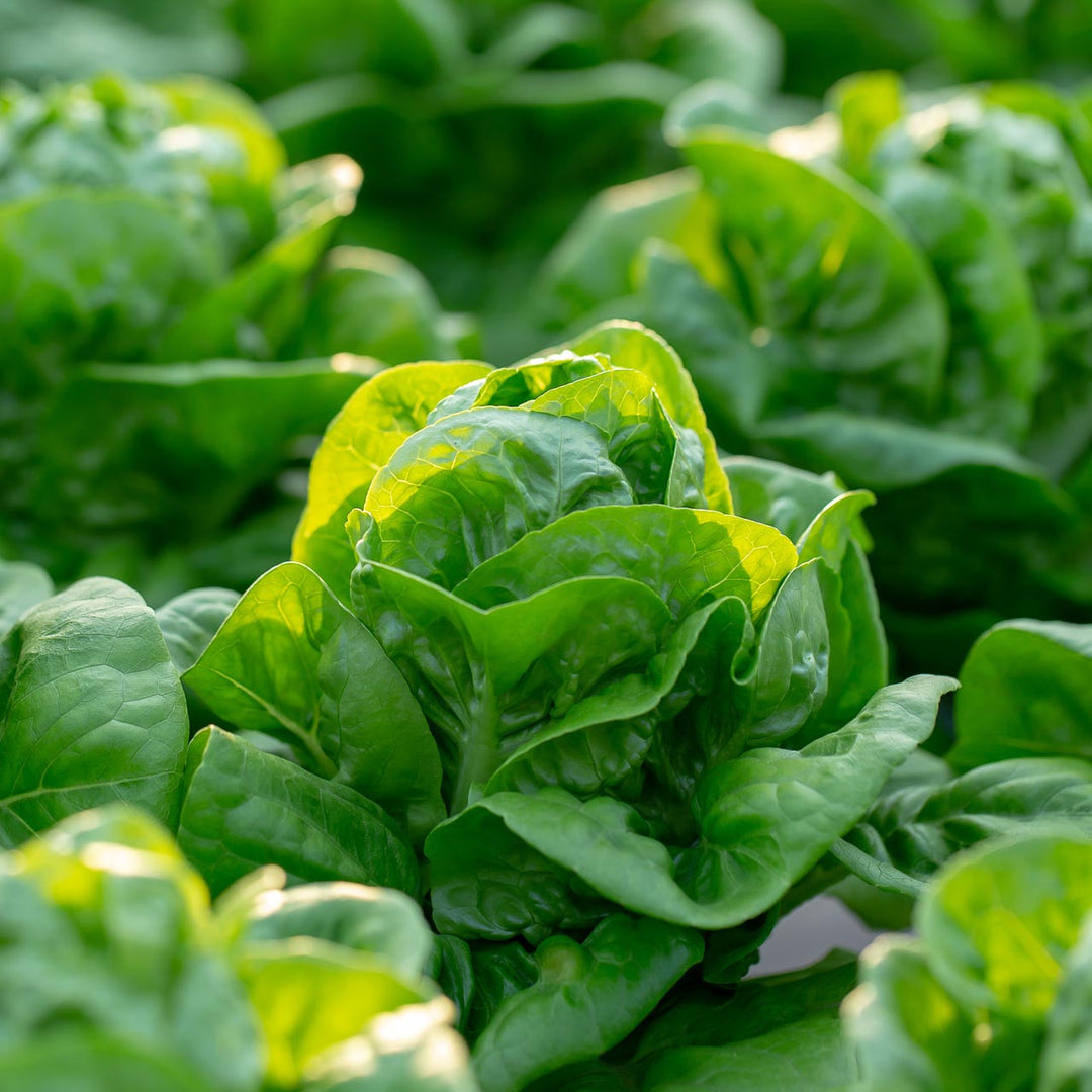 Lettuce – Page 2 – Annies Heirloom Seeds