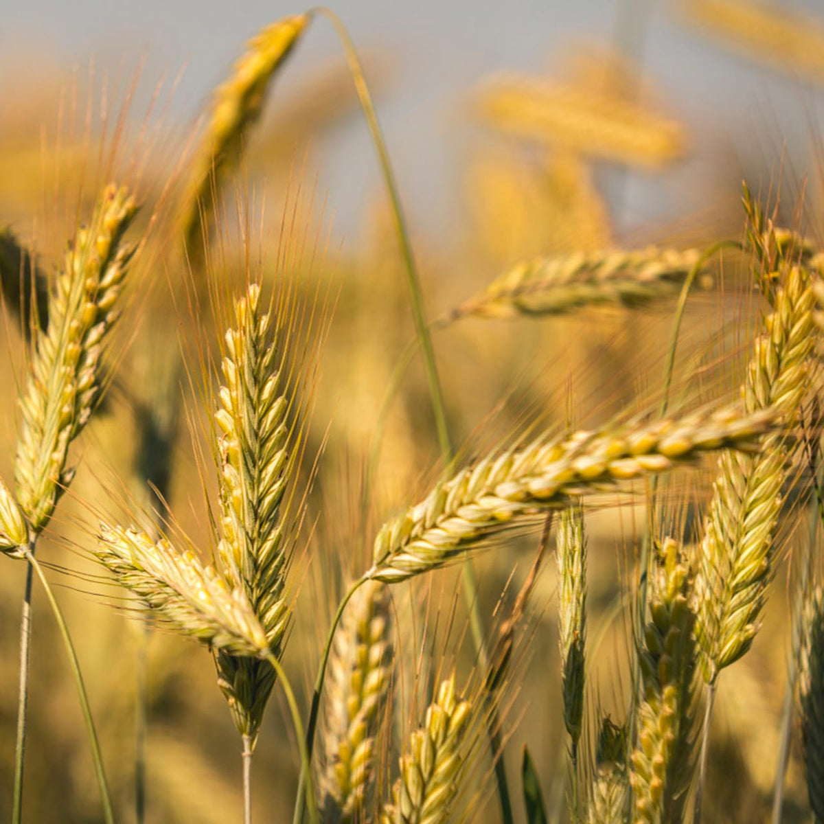 Winter Rye Indiana Organic Winter Rye (Secale cereale) – Annies Heirloom Seeds