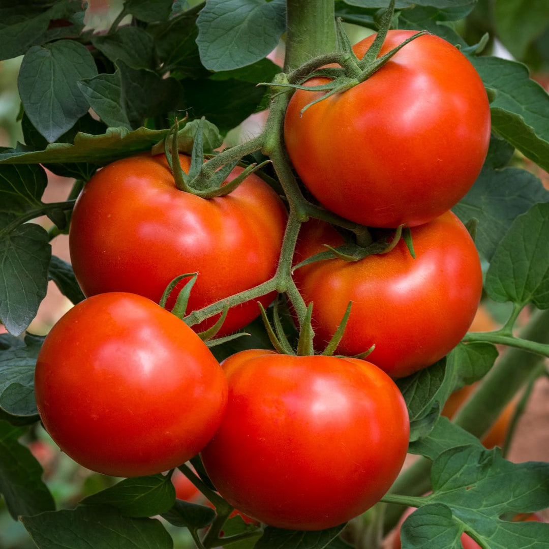 Wisconsin Seeds Wisconsin 55 Tomato (Solanum lycopersicum) Indeterminate – Annies ...