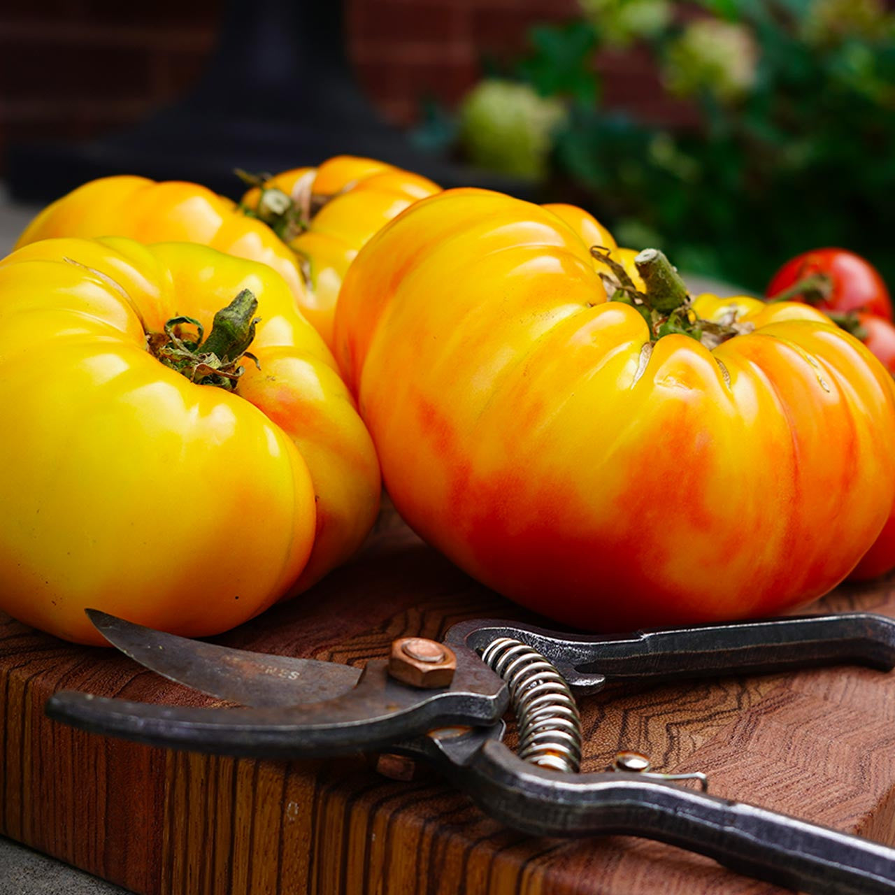 hawaiian pineapple tomato plant Pineapple Hawaiian Tomato (Solanum lycopersicum) – Annies Heirloom Seeds