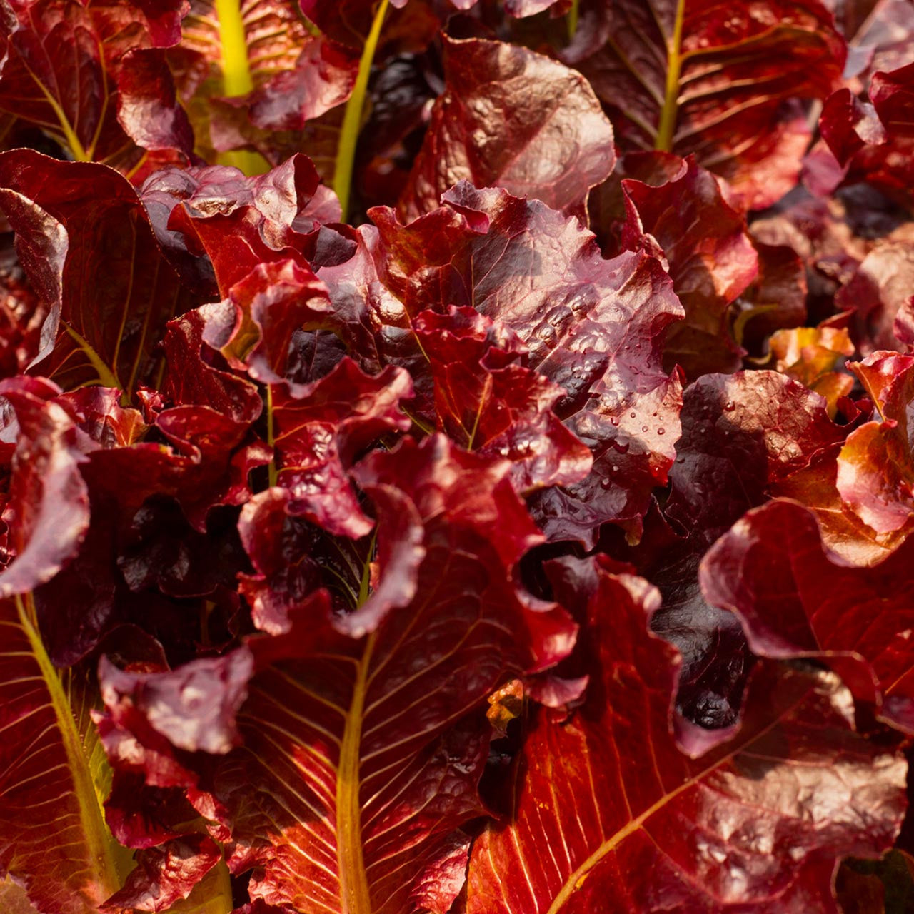 Red Salad Bowl Lettuce Lactuca Sativa Annies Heirloom Seeds red-salad-bowl-lettuce-lactuca-sativa-annies-heirloom-seeds