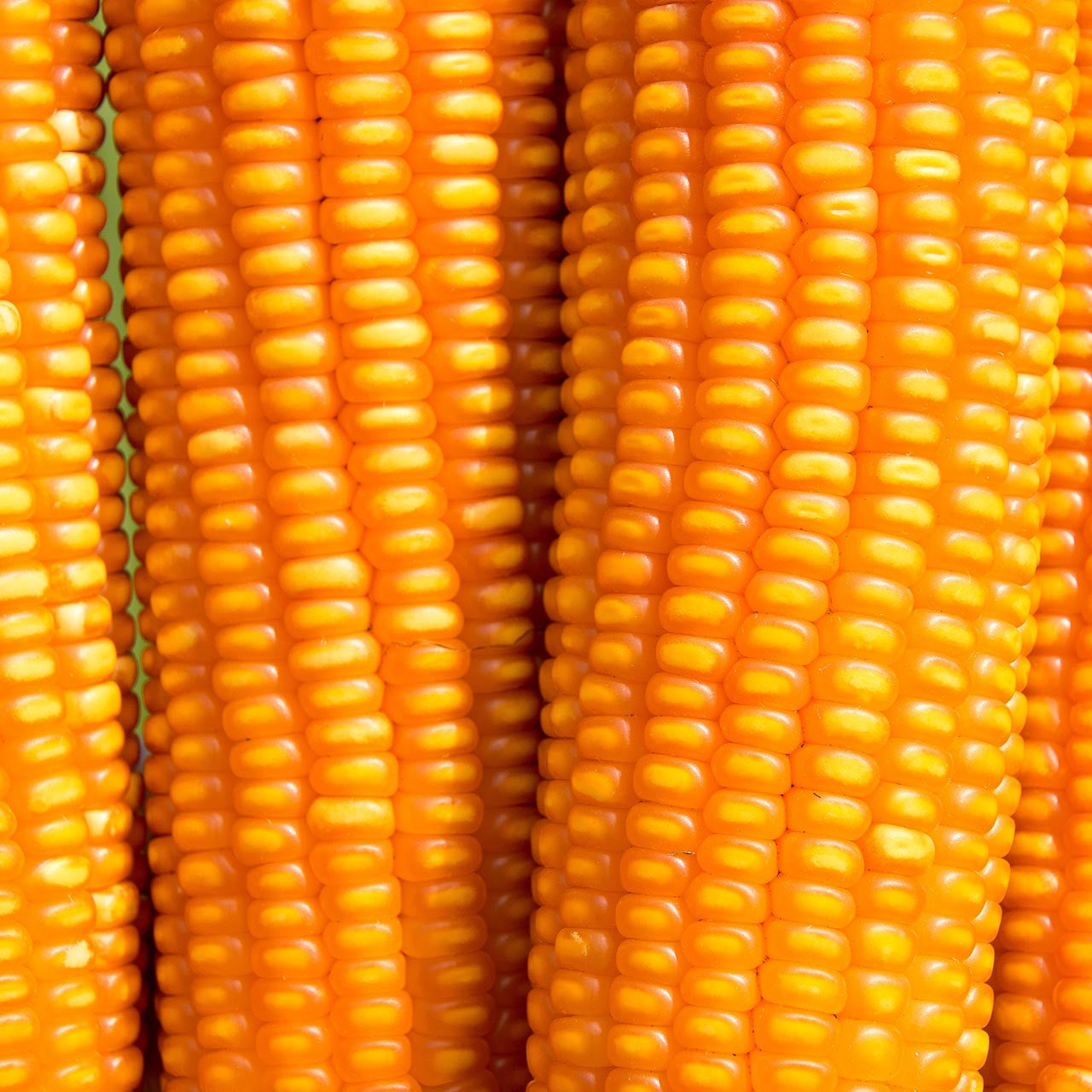 Reid s Yellow Dent Corn Zea Mays Bulk Annies Heirloom Seeds reid-s-yellow-dent-corn-zea-mays-bulk-annies-heirloom-seeds