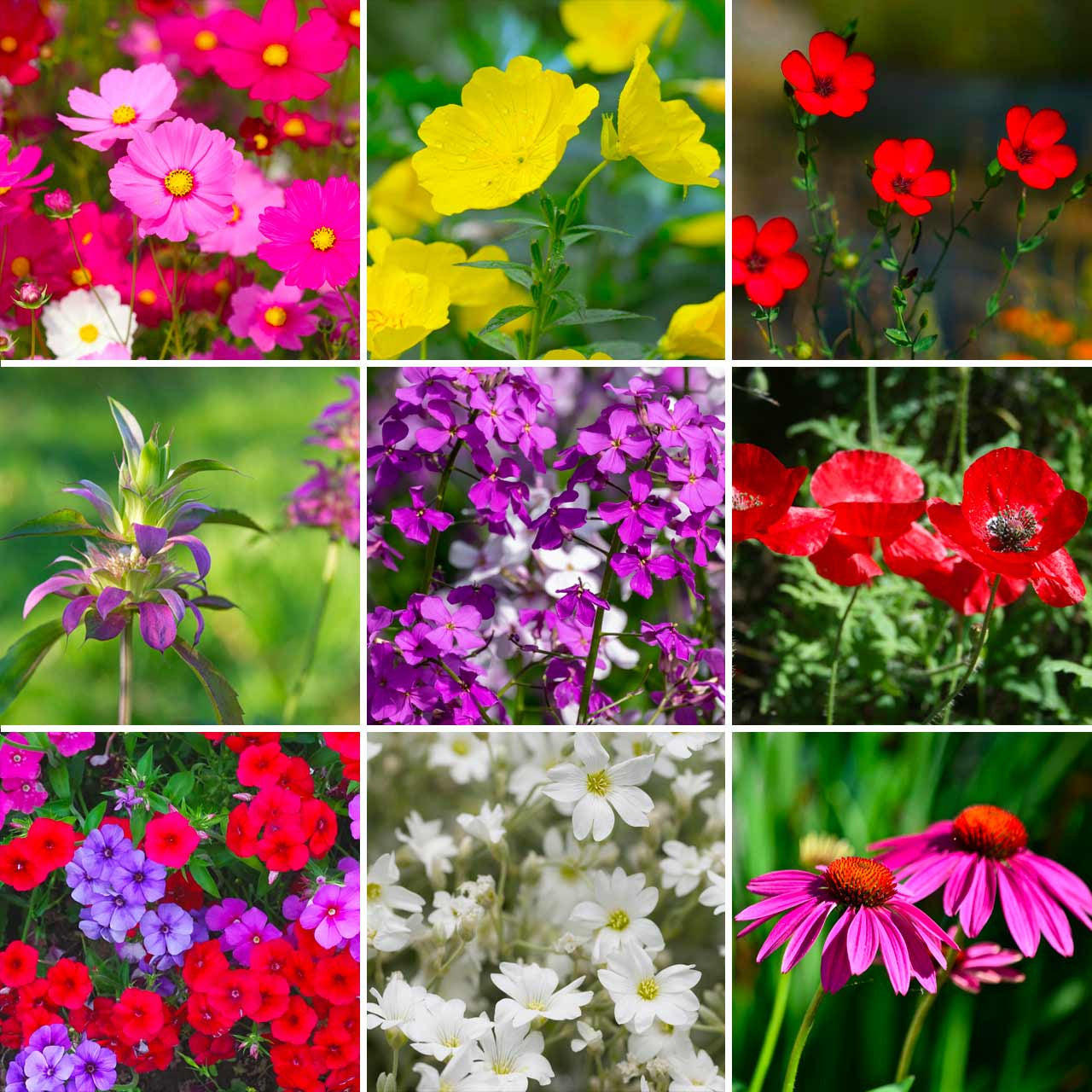 Annie’s Southeastern Wildflower Mix Annies Heirloom Seeds