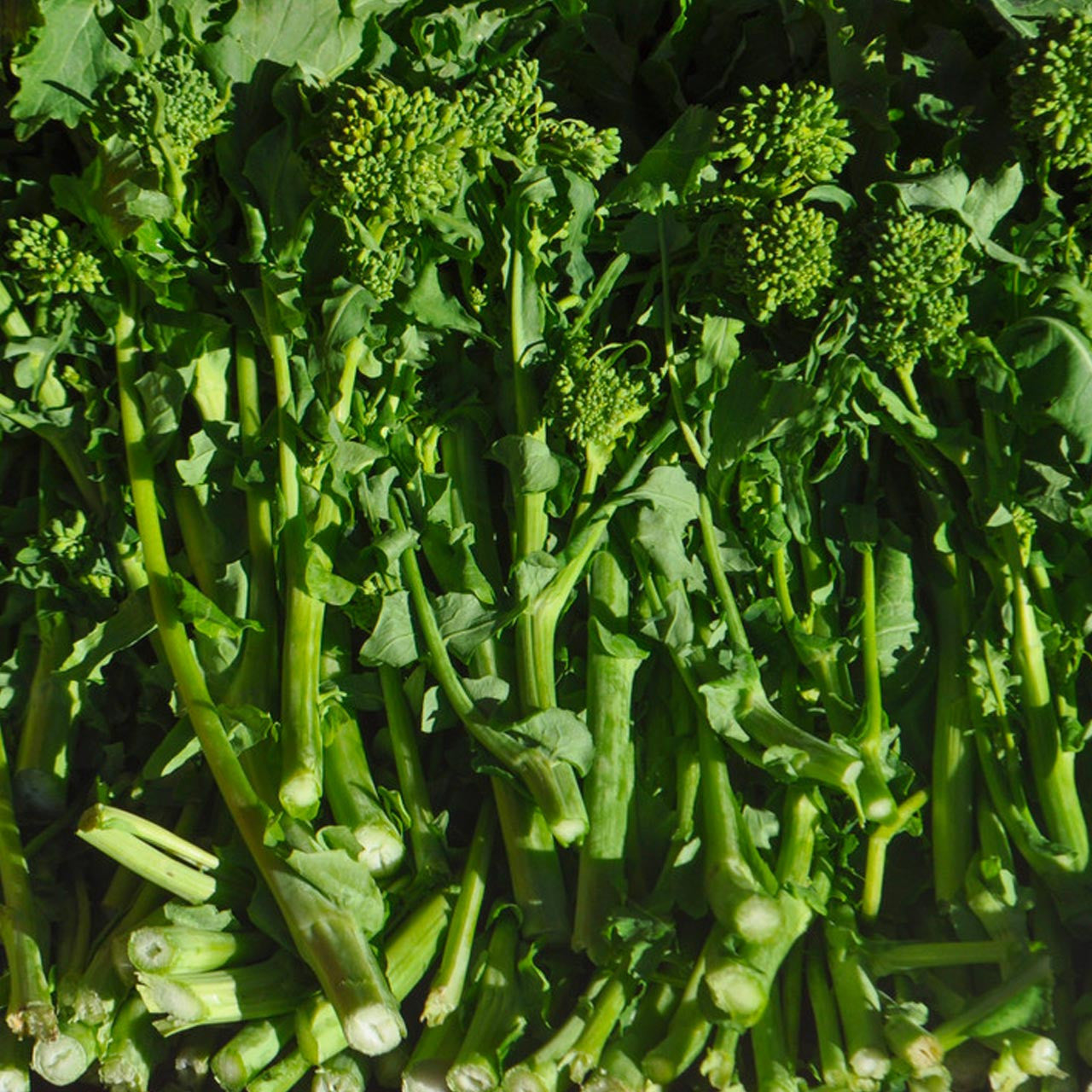 Spring Rapini Broccoli Raab (Brassica oleracea) – Annies Heirloom Seeds