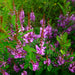 True Indigo (Indigofera tinctoria) – Annies Heirloom Seeds