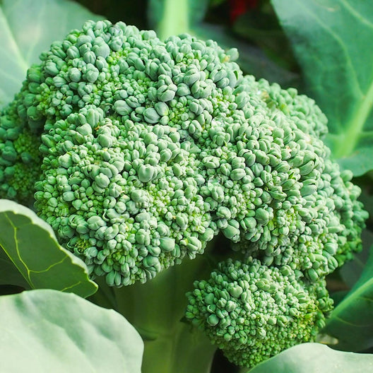 Broccoli – Annies Heirloom Seeds