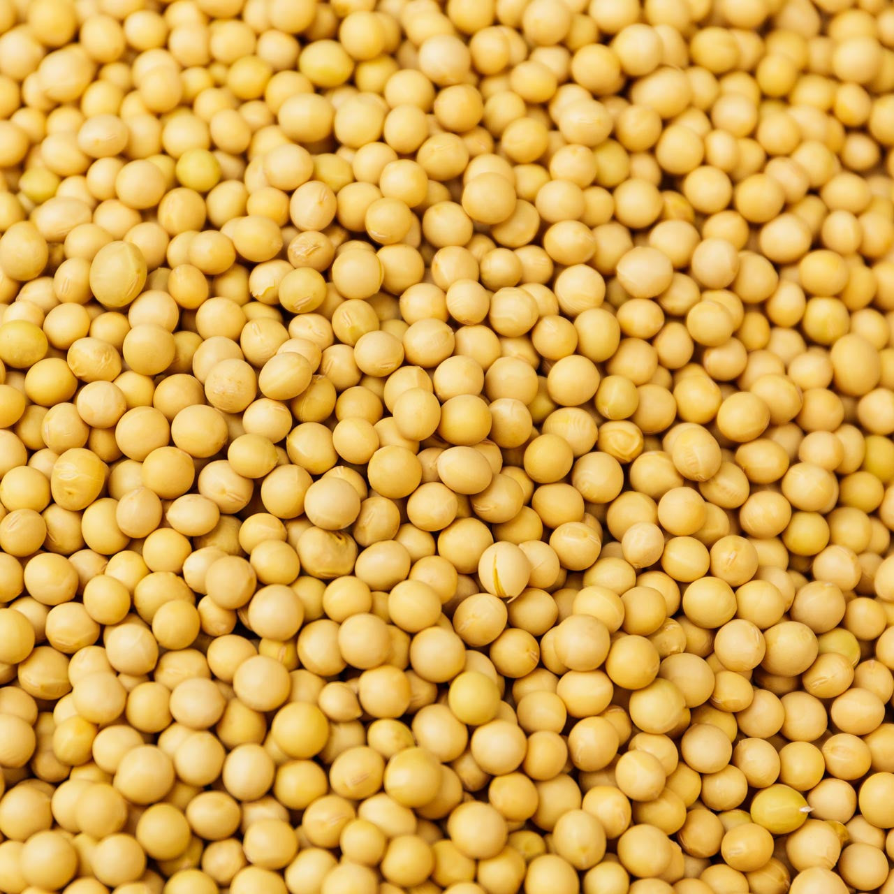 yellow mustard seeds for planting Yellow Mustard (Sinapis alba) – Annies Heirloom Seeds