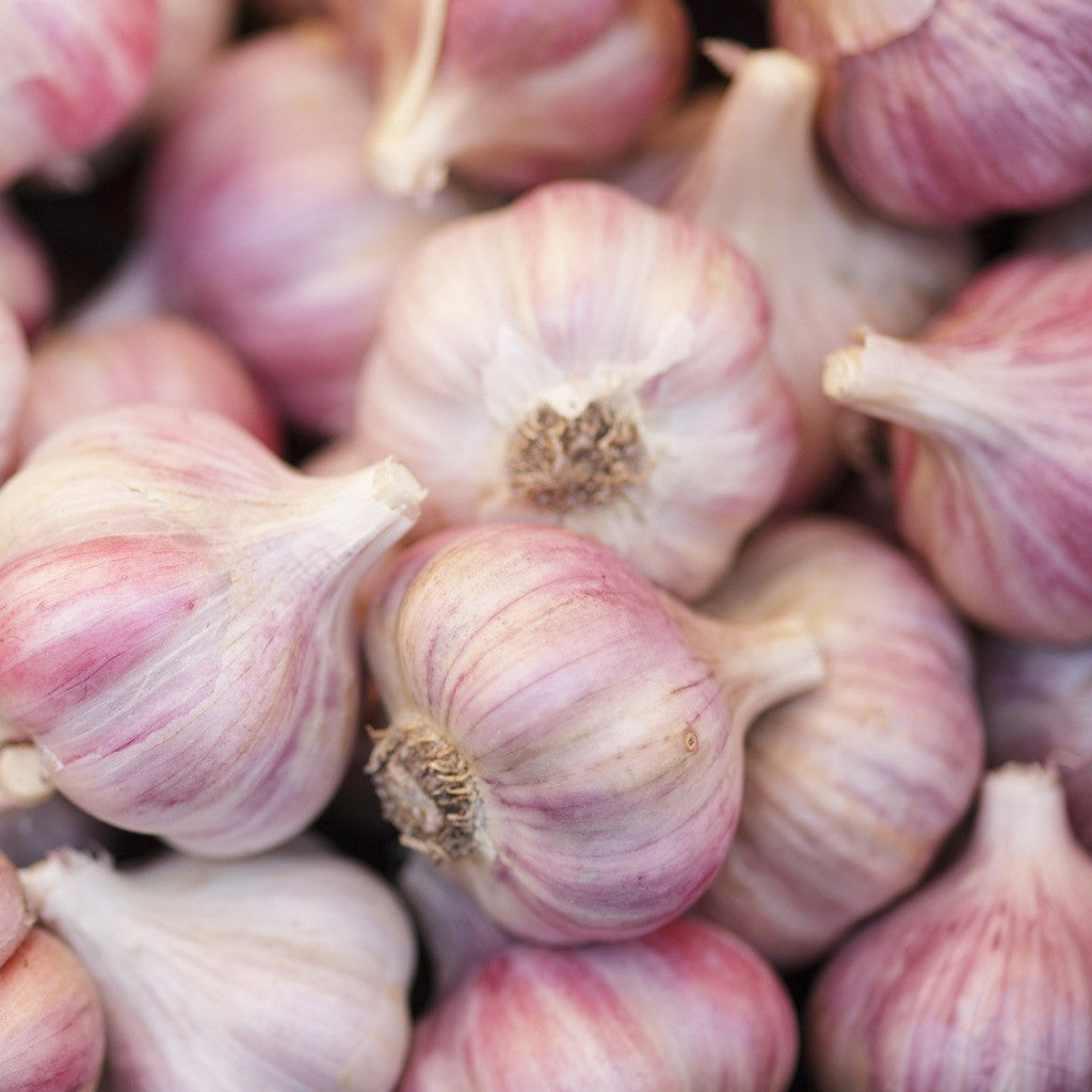 Organic Chesnok Red Garlic Bulbs - 1 lb. (Allium sativum) – Annies ...