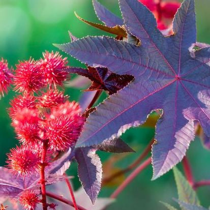 castor seed castor plant Castor Bean (Ricinus communis) – Annies Heirloom Seeds