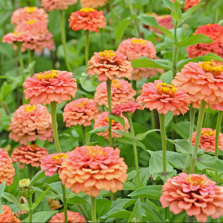 garden seeds for oklahoma Organic Oklahoma Salmon Zinnia Seeds (Zinnia elegans) Annual