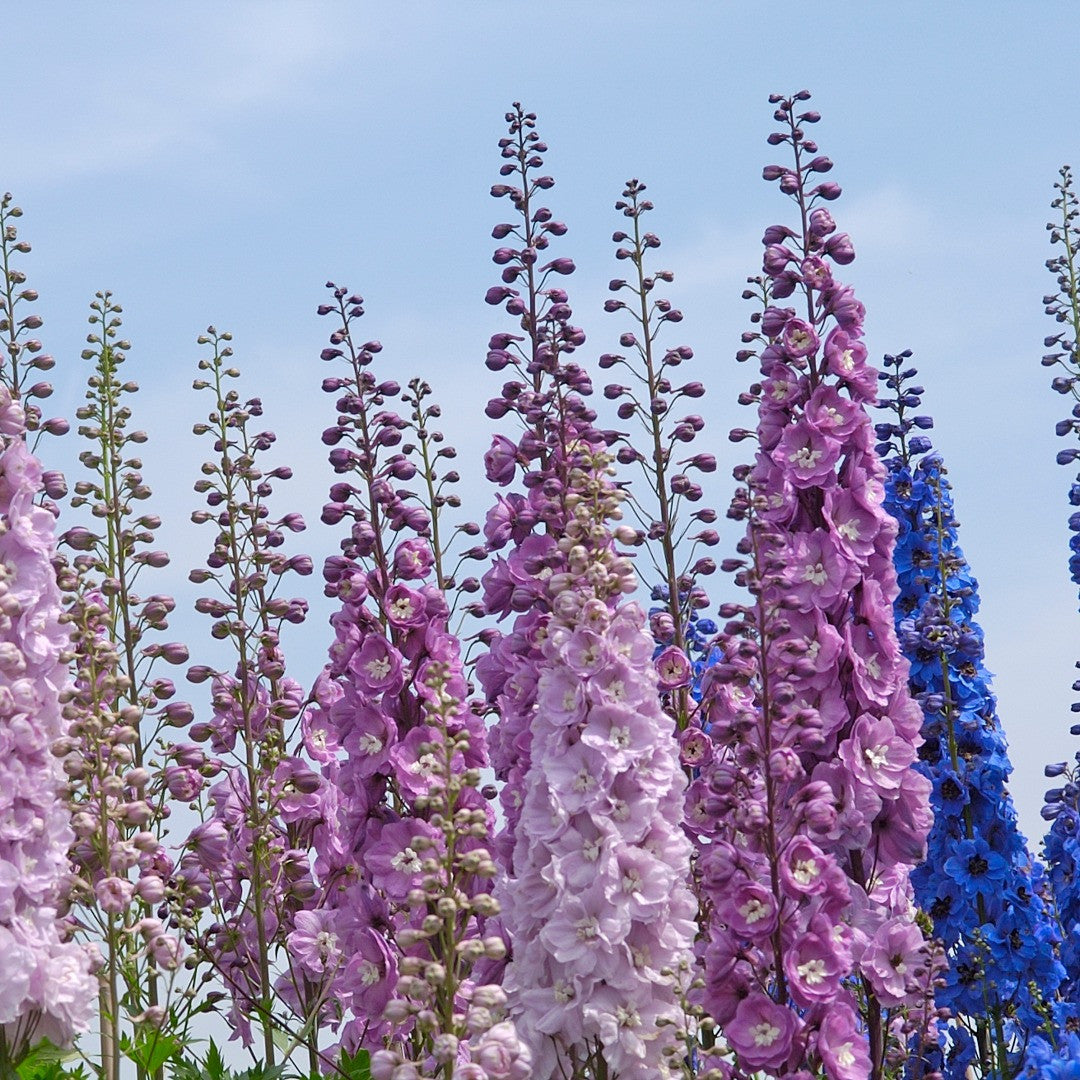 delphinium flower seeds Delphinium/Larkspur Mix (Delphinium elatum) Perennial