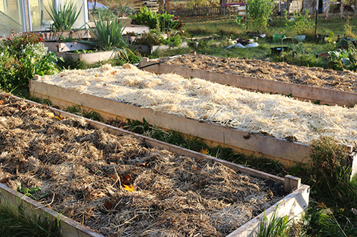 garlic-beds-small.jpg