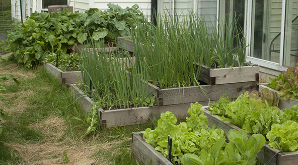 Container Gardening